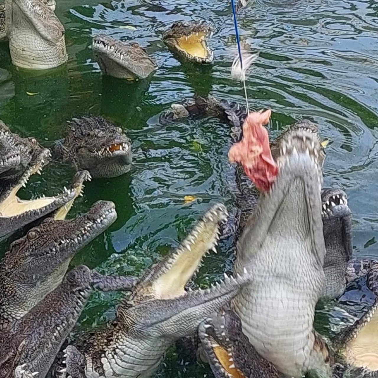 Крокодиловая ферма